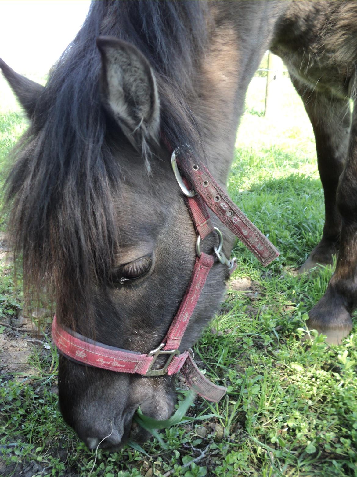 Anden særlig race Molly billede 19