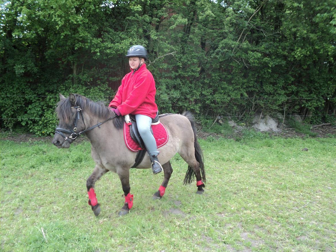 Anden særlig race Molly billede 16