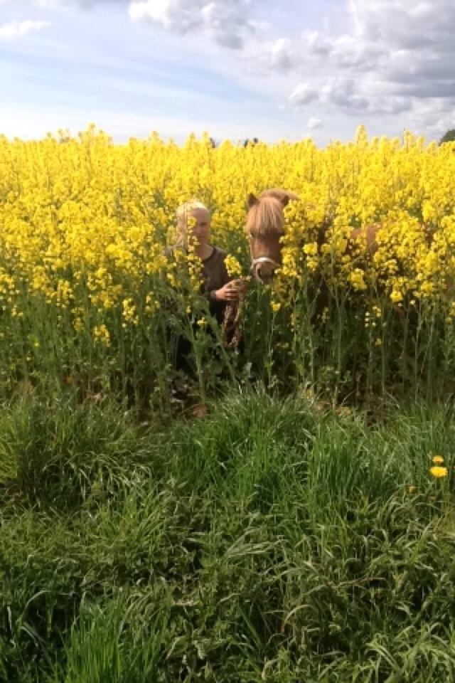 Welsh Mountain (sec A) Kingston billede 10