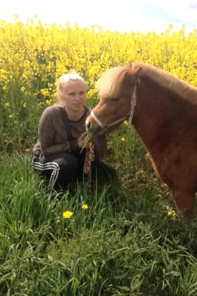 Welsh Mountain (sec A) Kingston billede 11