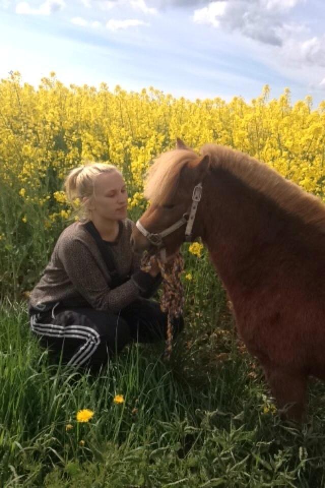 Welsh Mountain (sec A) Kingston billede 1