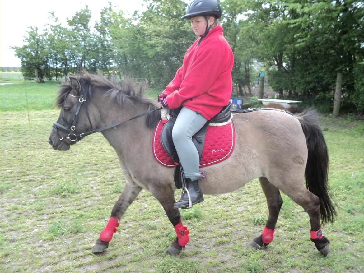 Anden særlig race Molly billede 7