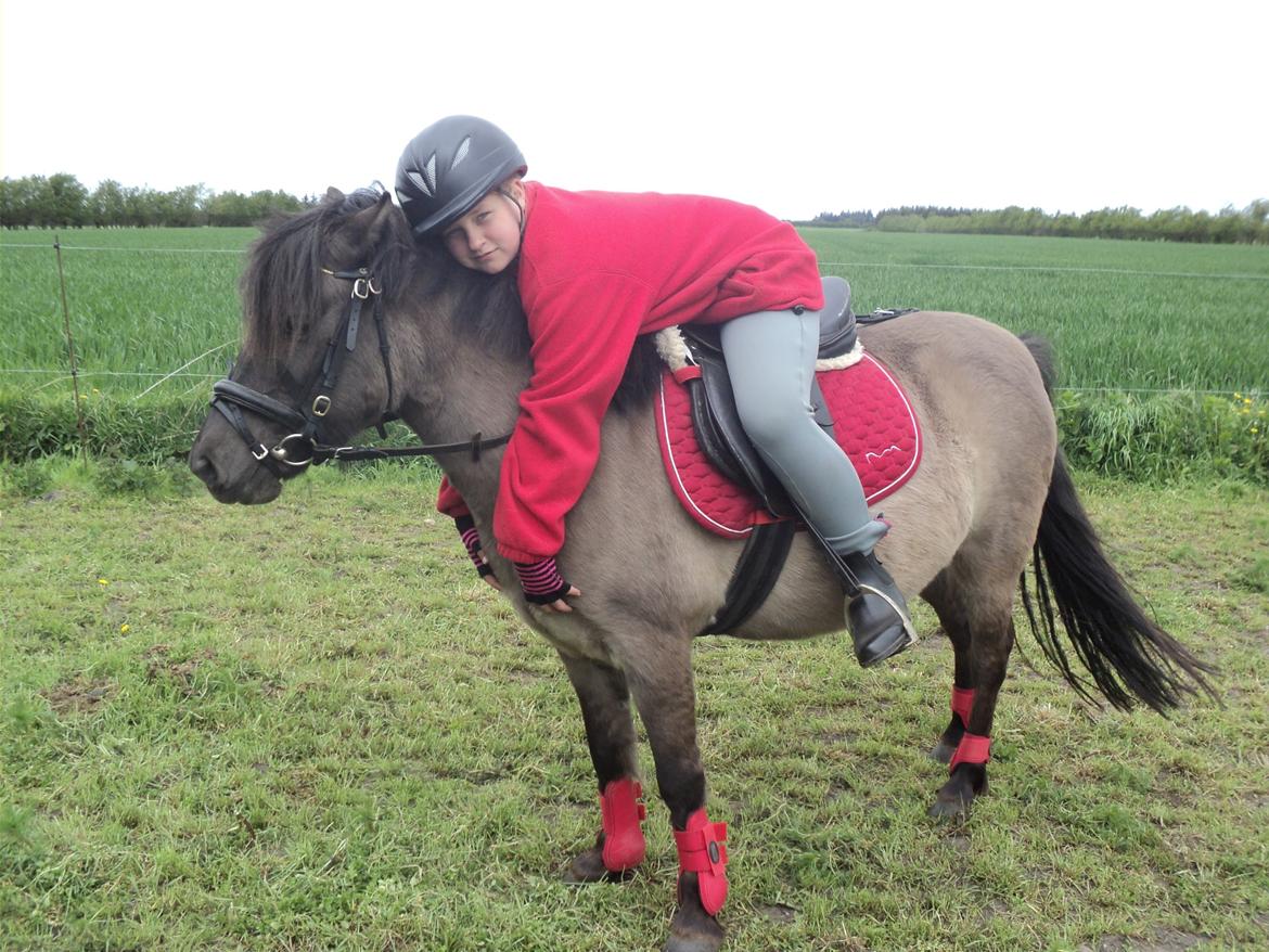 Anden særlig race Molly billede 12