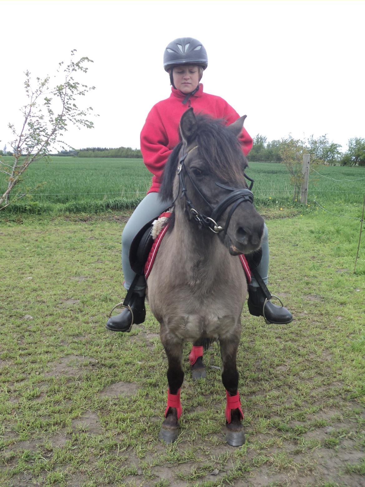 Anden særlig race Molly billede 5