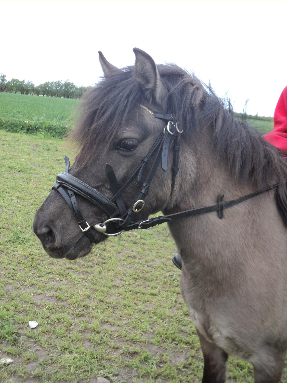 Anden særlig race Molly billede 1