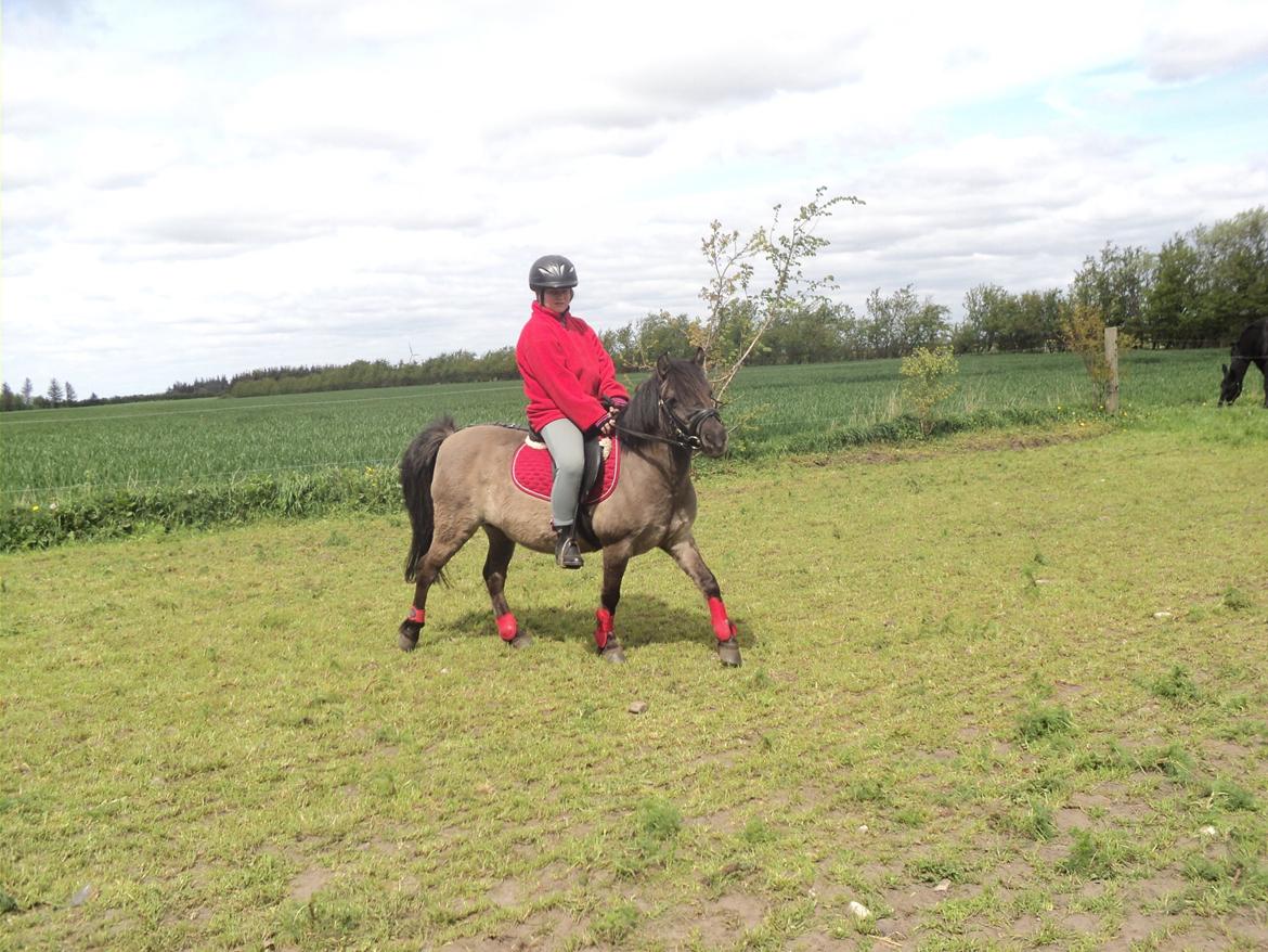 Anden særlig race Molly billede 13