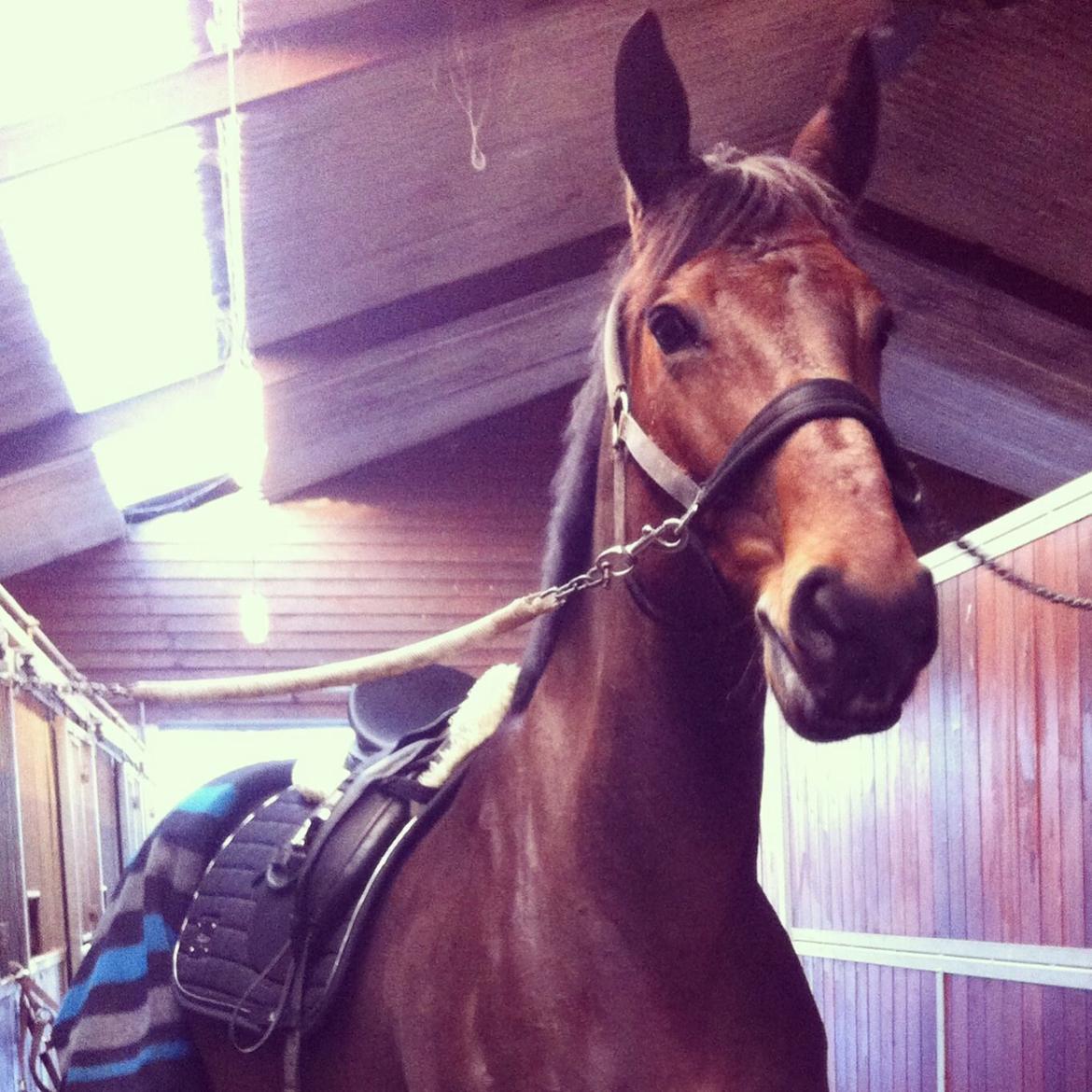 Dansk Varmblod STENKISTEKÆRS KITTE KRY *Kitte* billede 15