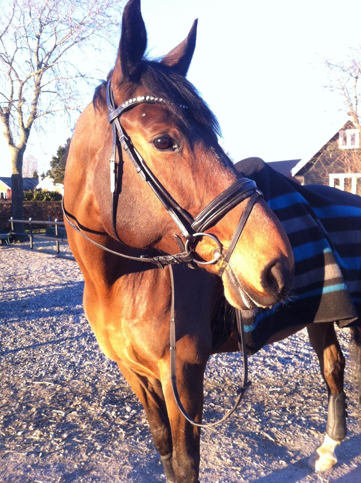 Dansk Varmblod STENKISTEKÆRS KITTE KRY *Kitte* billede 16