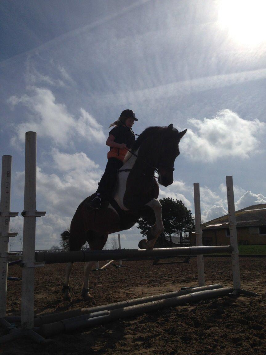 Pinto Maximus Jones billede 1