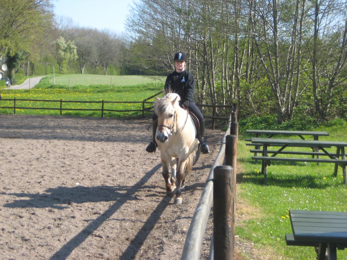 Fjordhest Buster billede 5