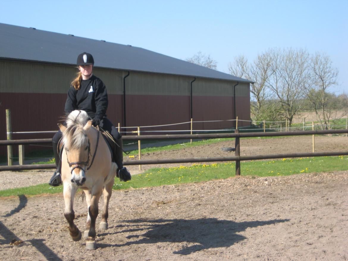 Fjordhest Buster billede 6