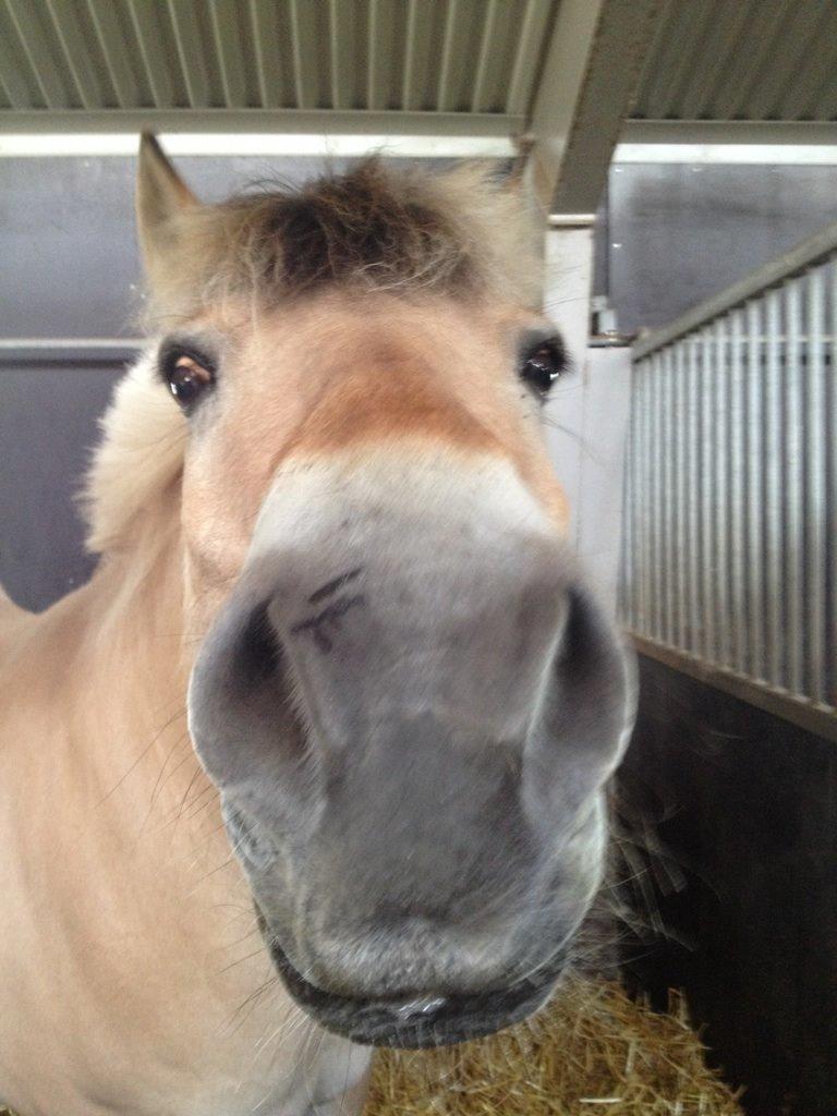 Fjordhest Buster billede 7