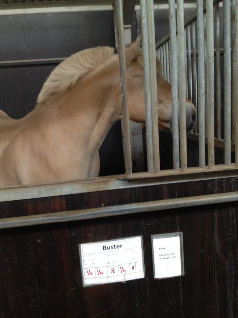 Fjordhest Buster billede 9