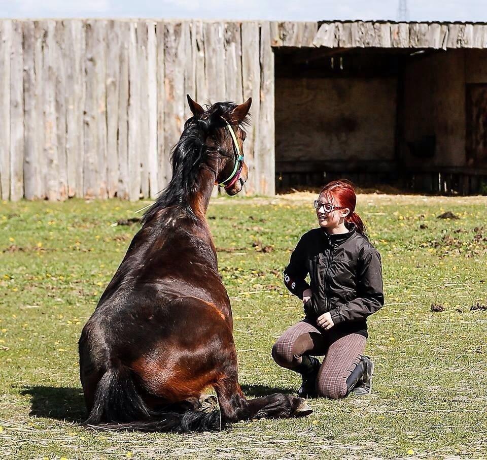 Anden særlig race Gundsøs Trine (himmel hest) - sit trine  billede 19