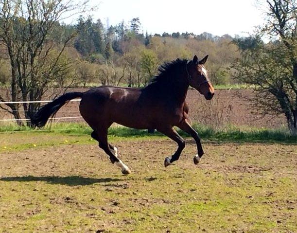 Dansk Varmblod Duelunds Lousenza (Baby) billede 17