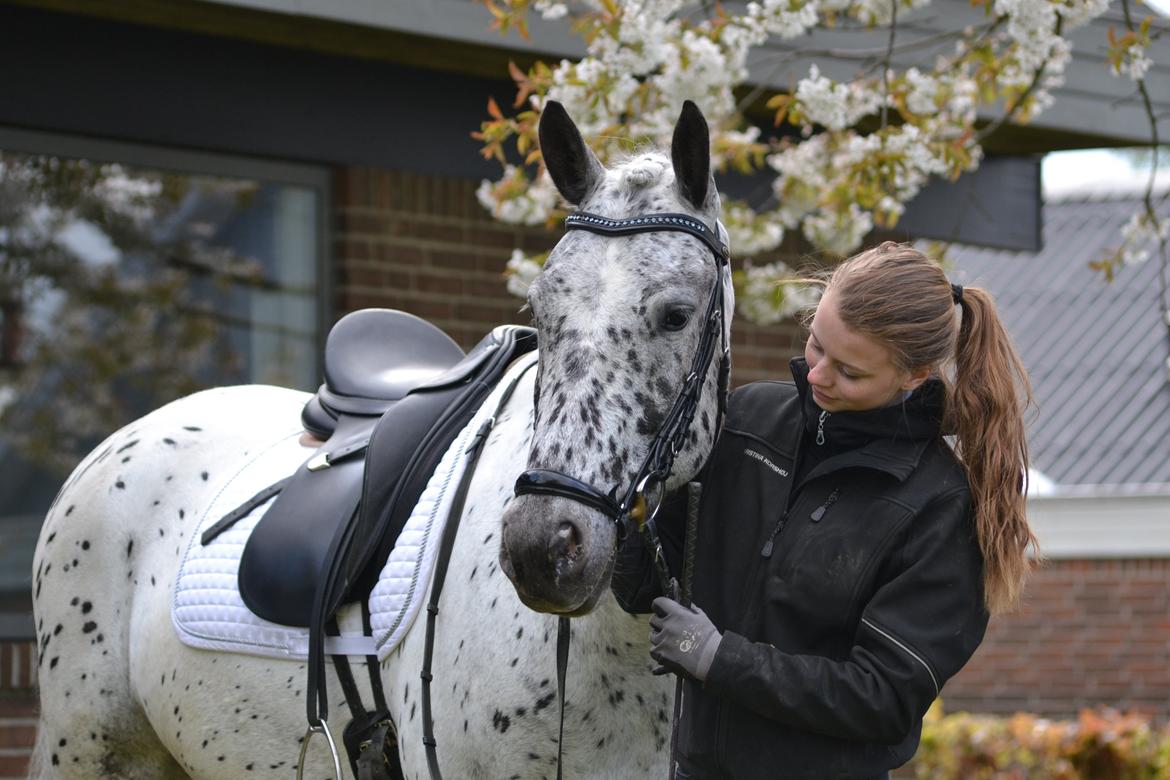 Knabstrupper Xander billede 45