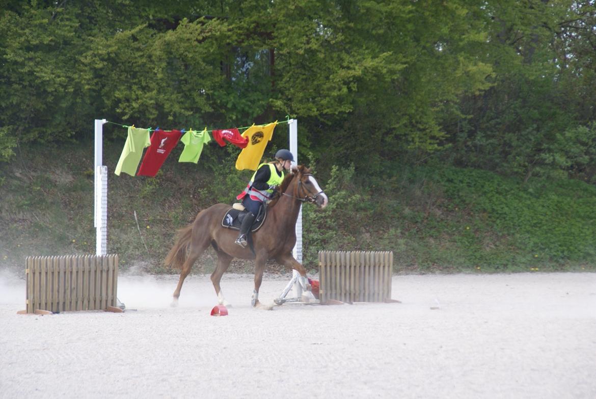 Pinto Hejninges Herkules billede 5