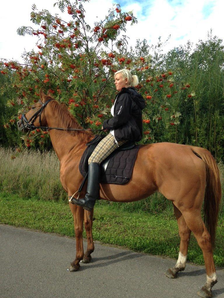 Fuldblod (XX) R.I.P All That Jazz billede 2