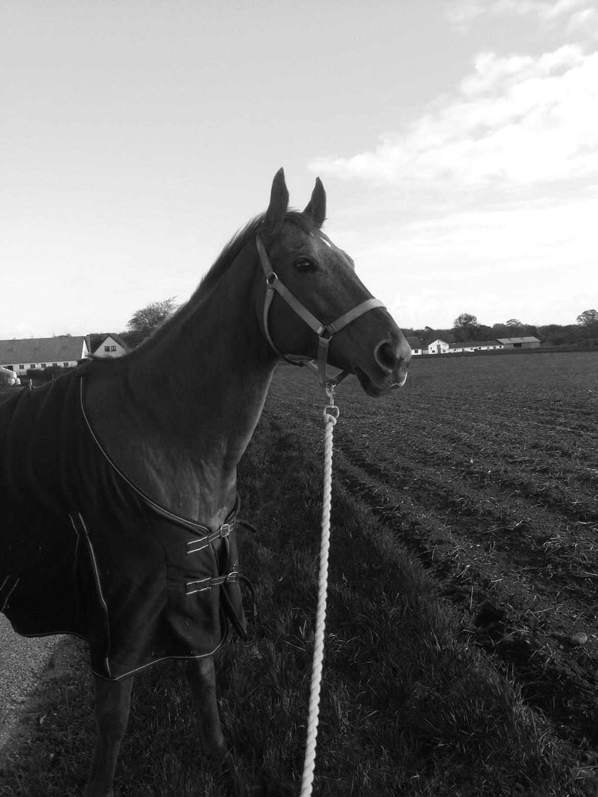 Fuldblod (XX) R.I.P All That Jazz billede 5