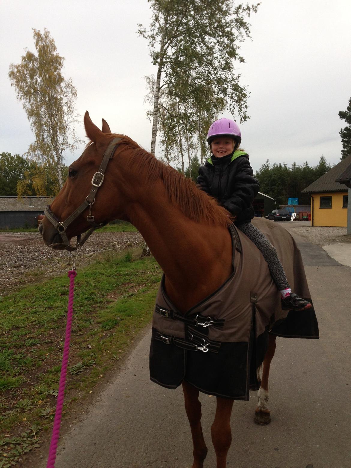 Fuldblod (XX) R.I.P All That Jazz billede 7