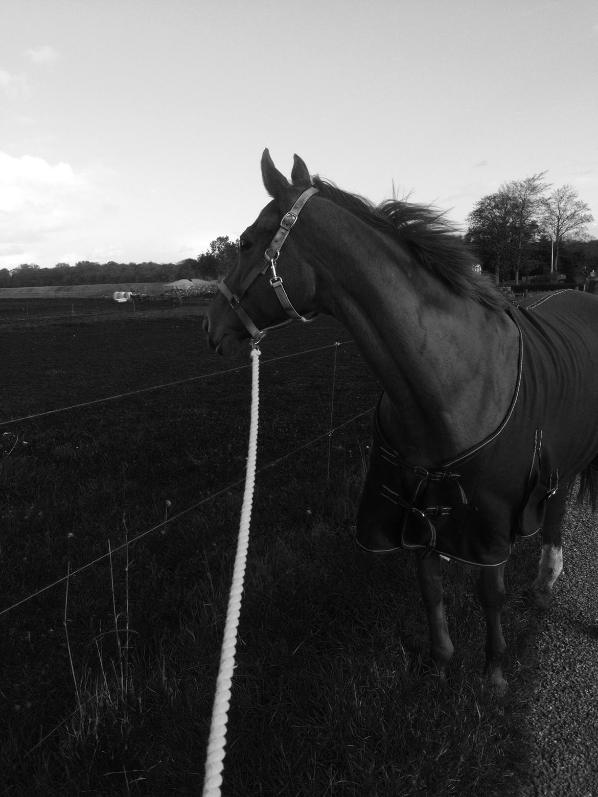 Fuldblod (XX) R.I.P All That Jazz billede 8