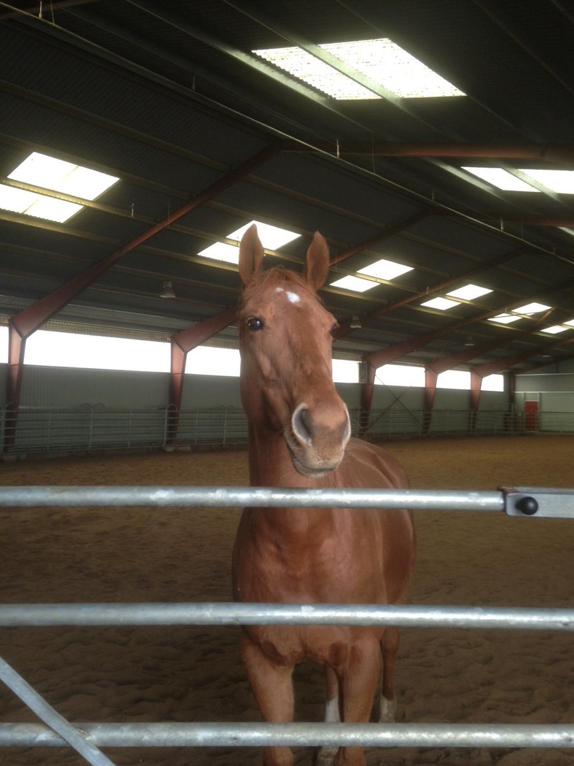 Fuldblod (XX) R.I.P All That Jazz billede 10