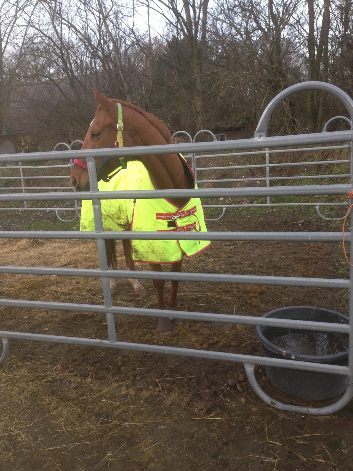 Fuldblod (XX) R.I.P All That Jazz billede 11