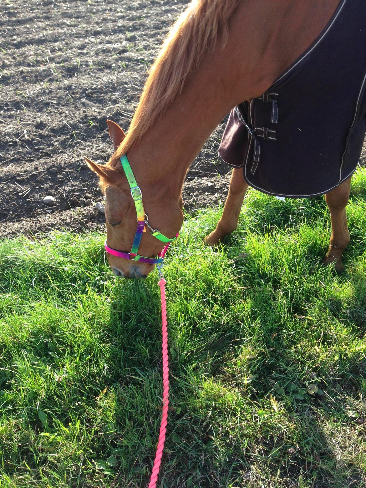 Fuldblod (XX) R.I.P All That Jazz billede 12