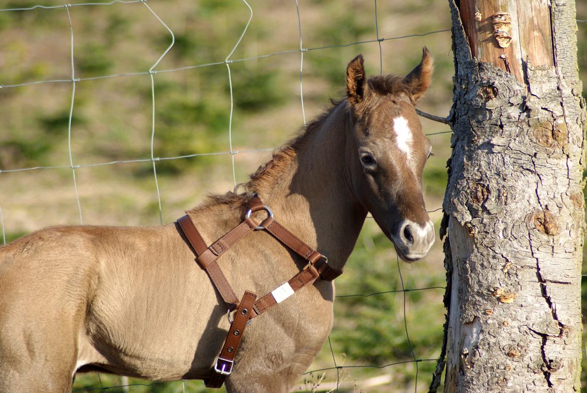Arabisk fuldblod (OX) Edward Vildal *SOLGT* billede 5