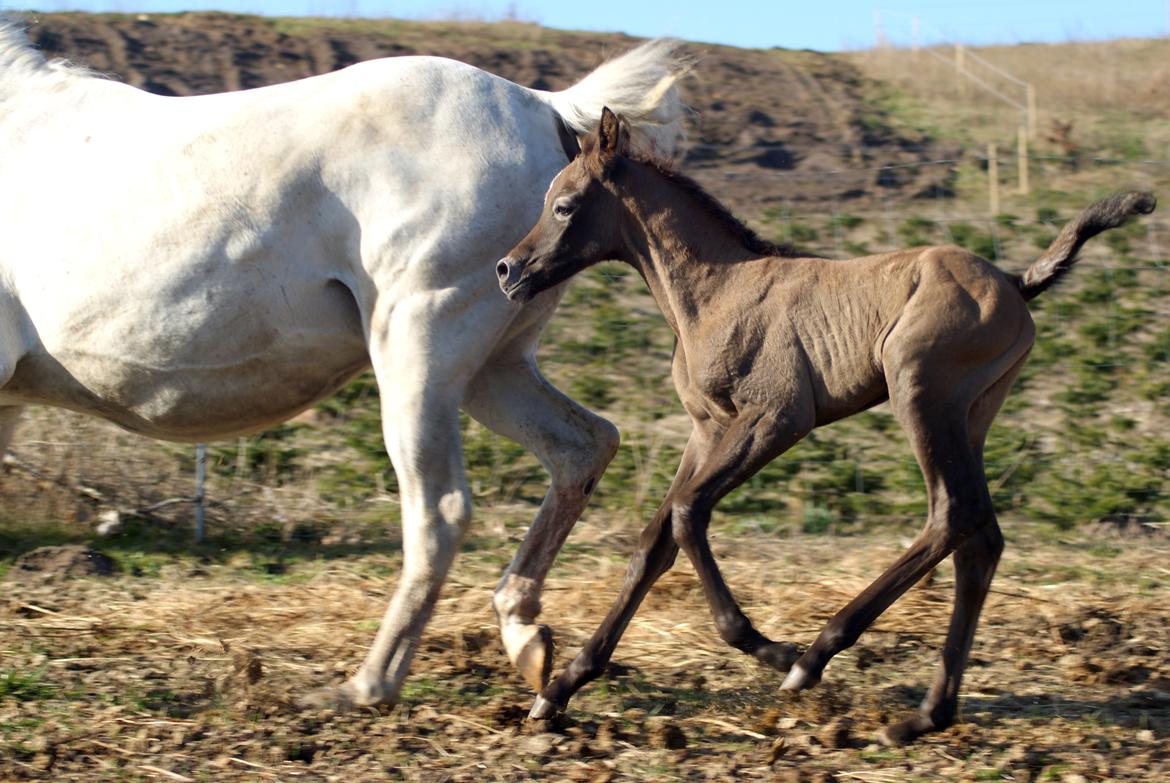 Arabisk fuldblod (OX) Edward Vildal *SOLGT* billede 6