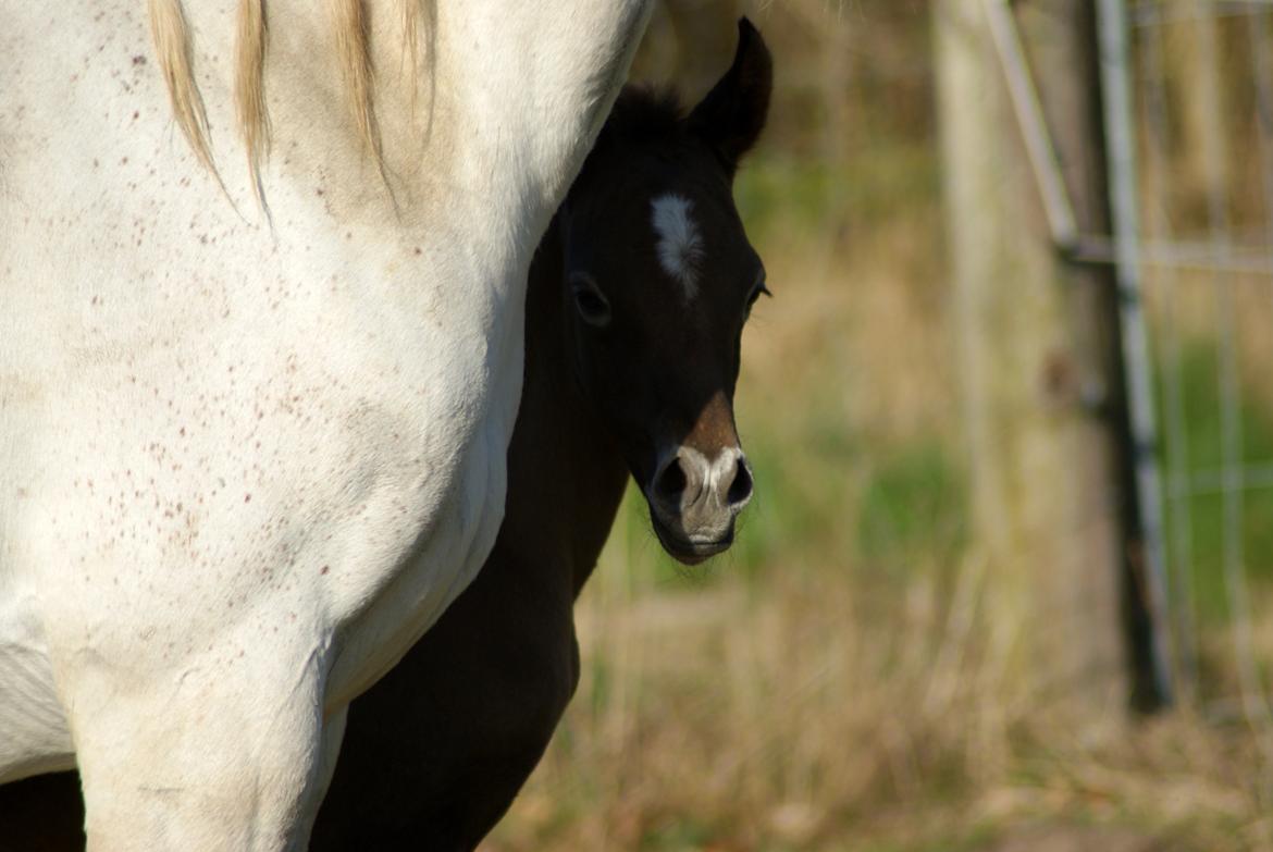 Arabisk fuldblod (OX) Edward Vildal *SOLGT* billede 7