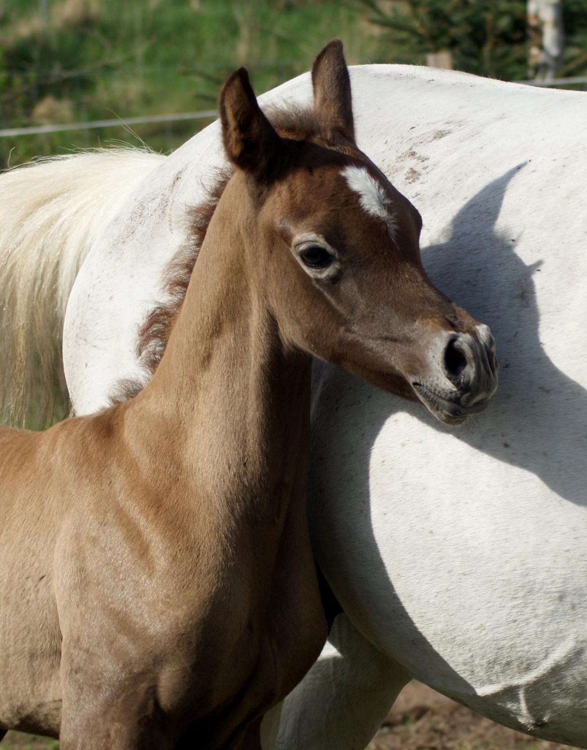 Arabisk fuldblod (OX) Edward Vildal *SOLGT* billede 8