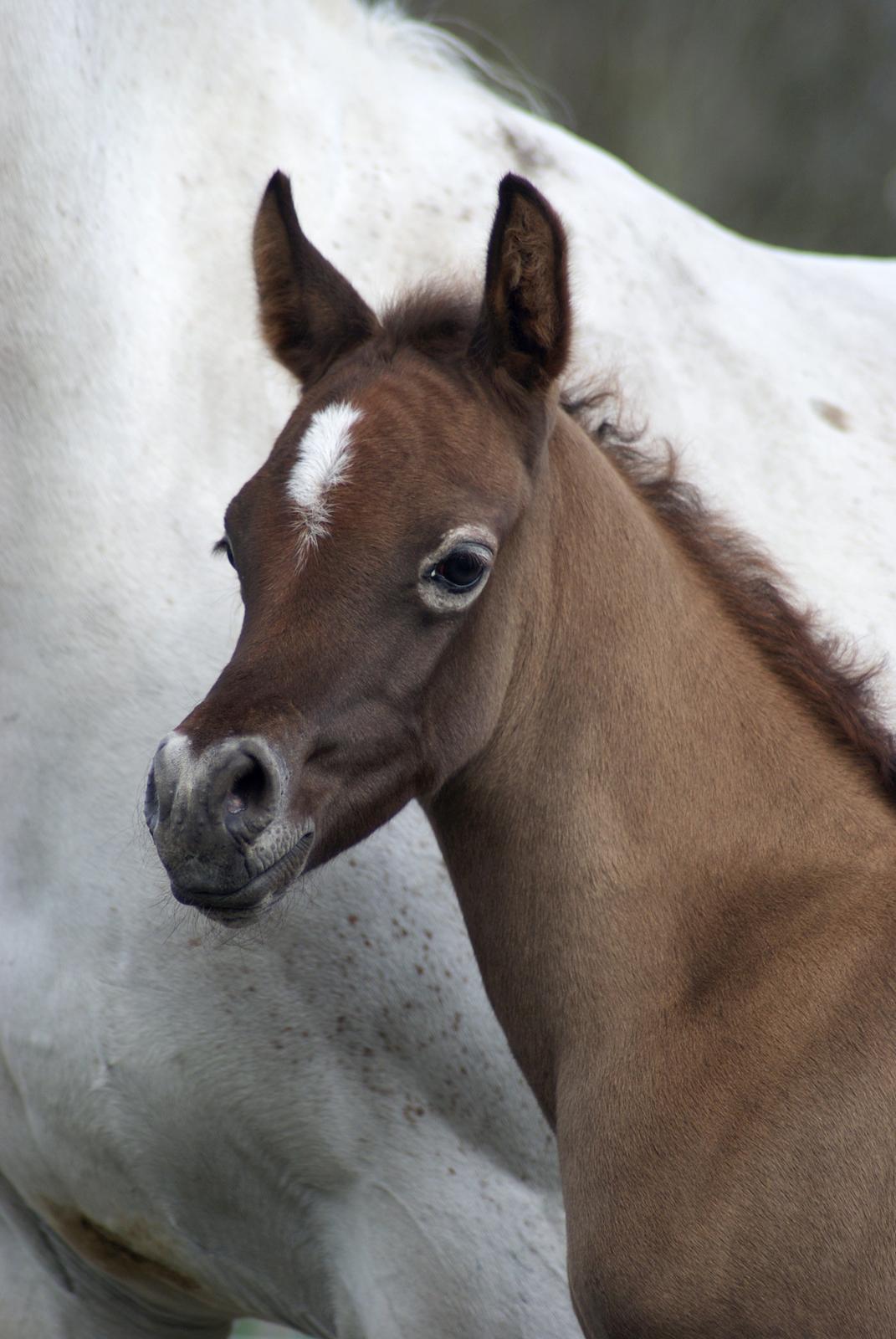 Arabisk fuldblod (OX) Edward Vildal *SOLGT* billede 9