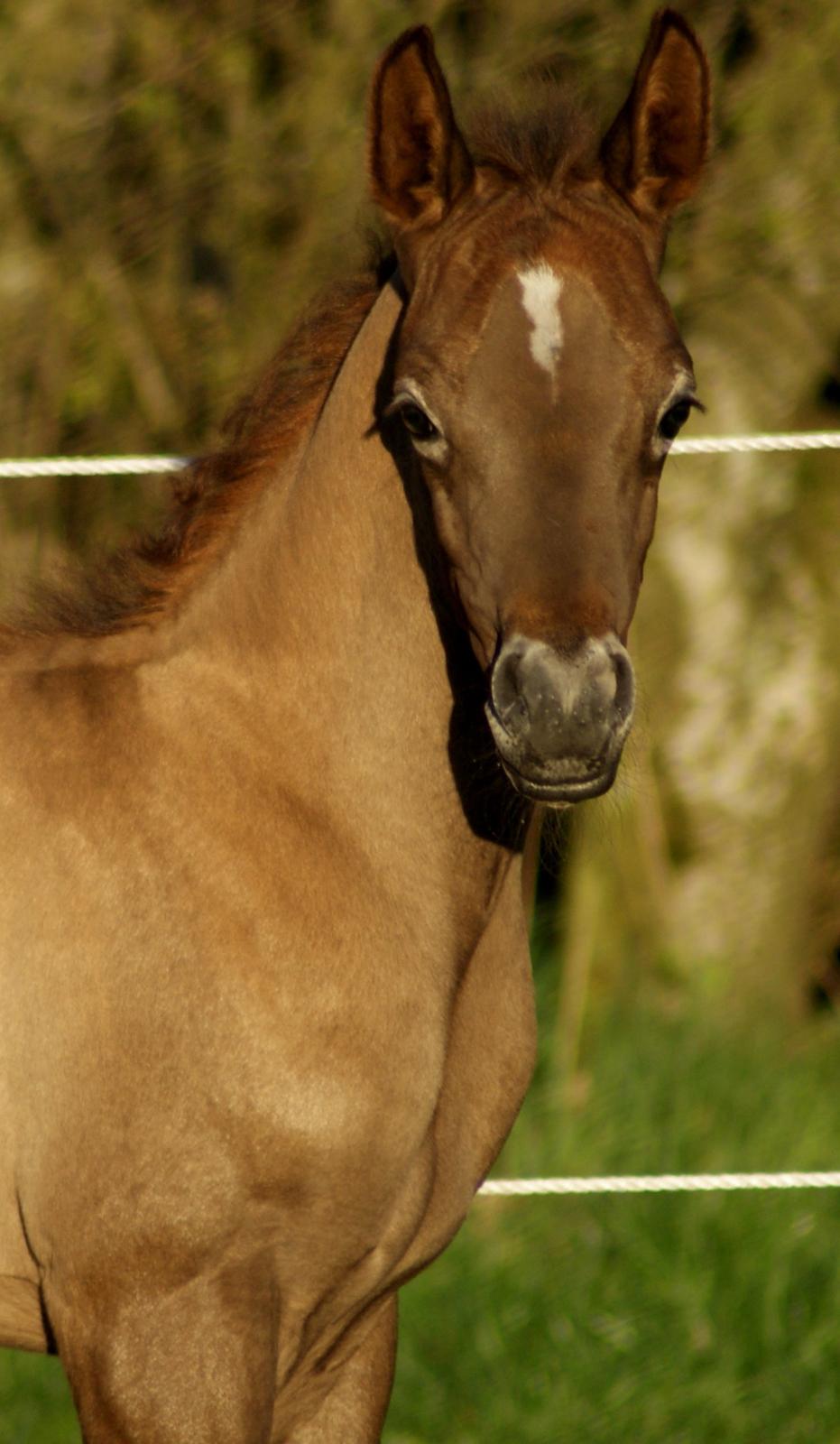 Arabisk fuldblod (OX) Edward Vildal *SOLGT* billede 4