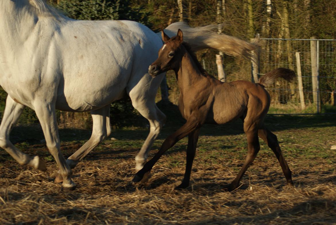 Arabisk fuldblod (OX) Edward Vildal *SOLGT* billede 3