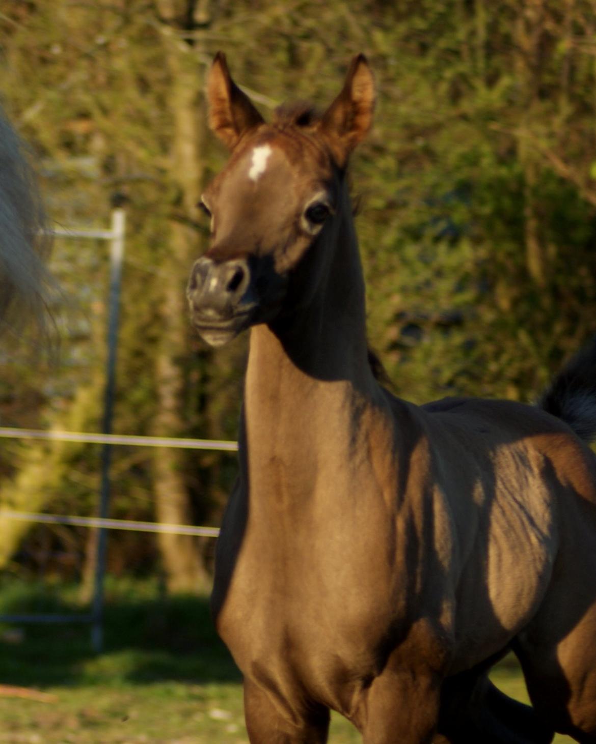 Arabisk fuldblod (OX) Edward Vildal *SOLGT* billede 1