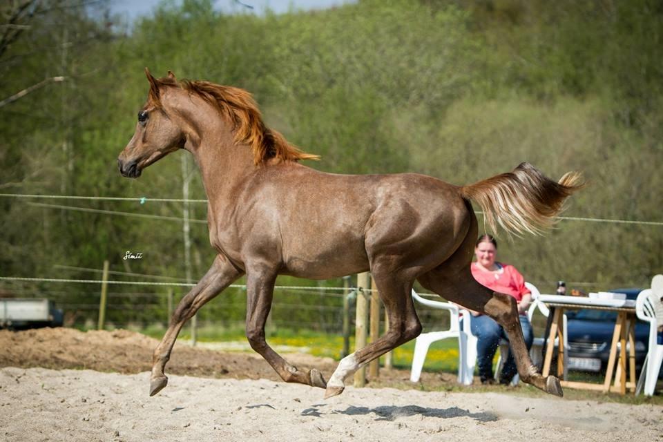 Arabisk fuldblod (OX) Emmanuel Vildal billede 1