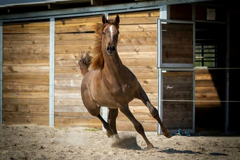 Arabisk fuldblod (OX) Emmanuel Vildal billede 2