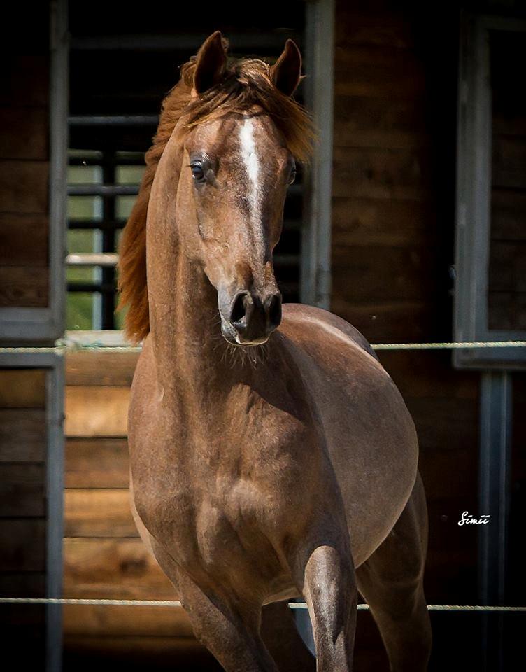 Arabisk fuldblod (OX) Emmanuel Vildal billede 5