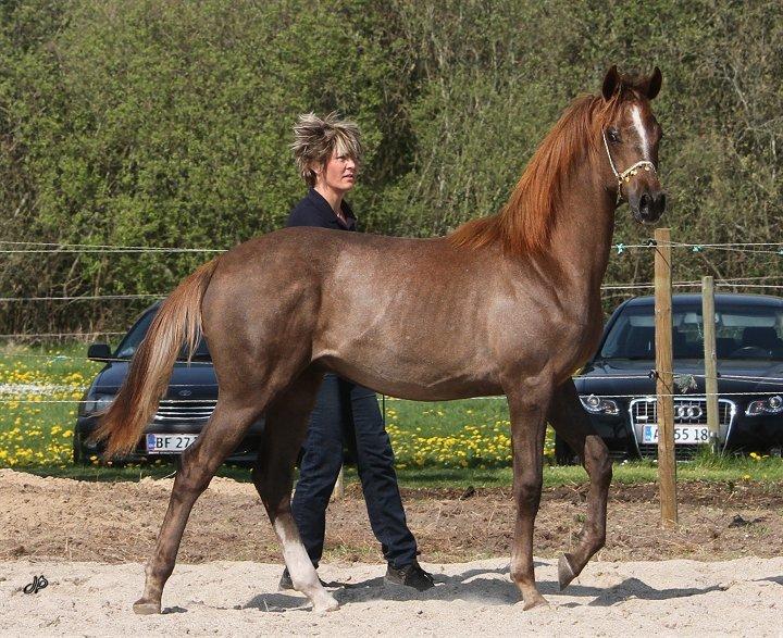 Arabisk fuldblod (OX) Emmanuel Vildal billede 4