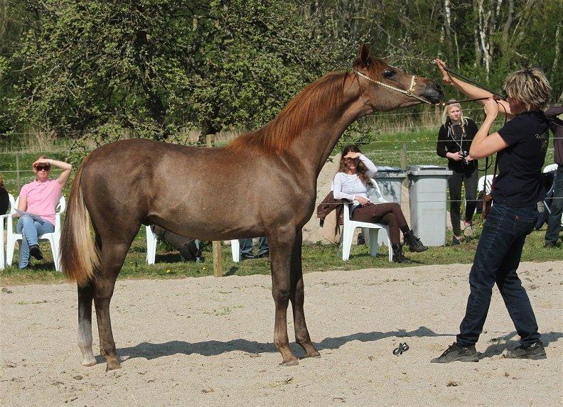 Arabisk fuldblod (OX) Emmanuel Vildal billede 6