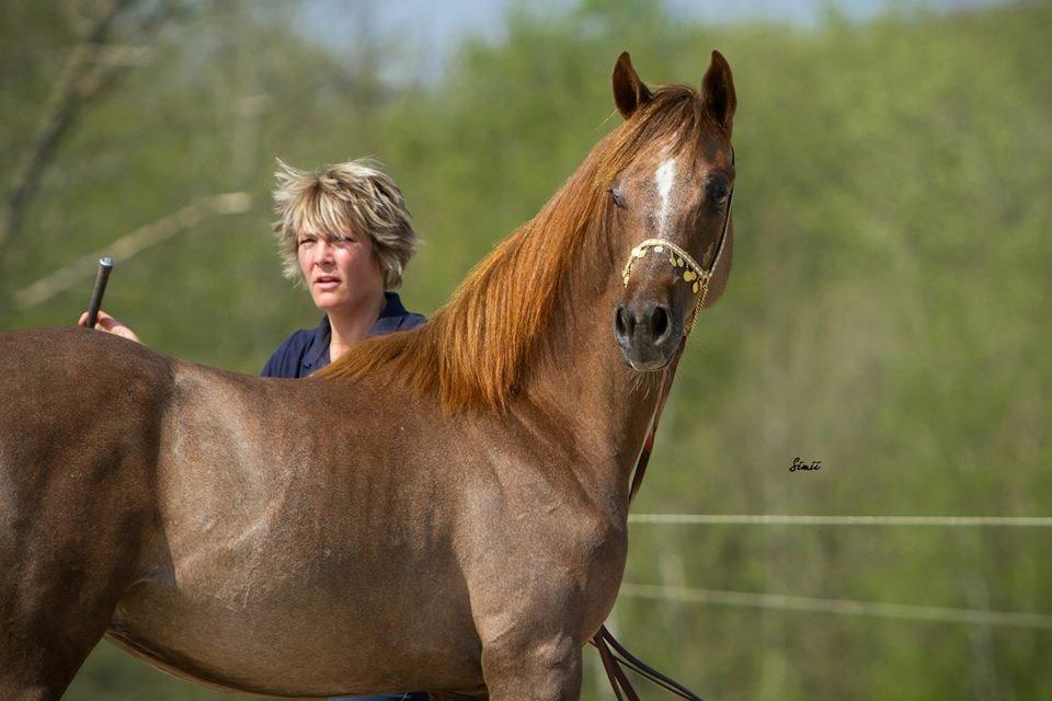 Arabisk fuldblod (OX) Emmanuel Vildal billede 3