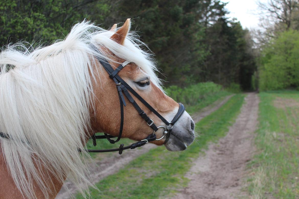 Haflinger Kim Van de mini Hoeve - Sidste dag med Kimi billede 1