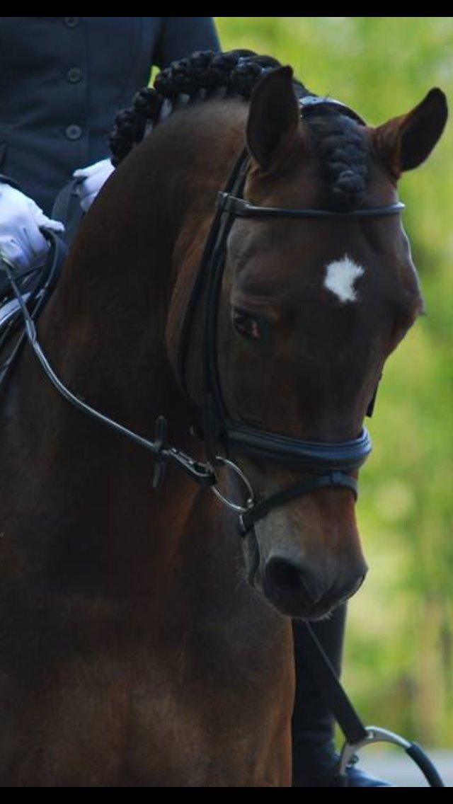 Welsh Cob (sec D) fronerthig revolution A-pony billede 2