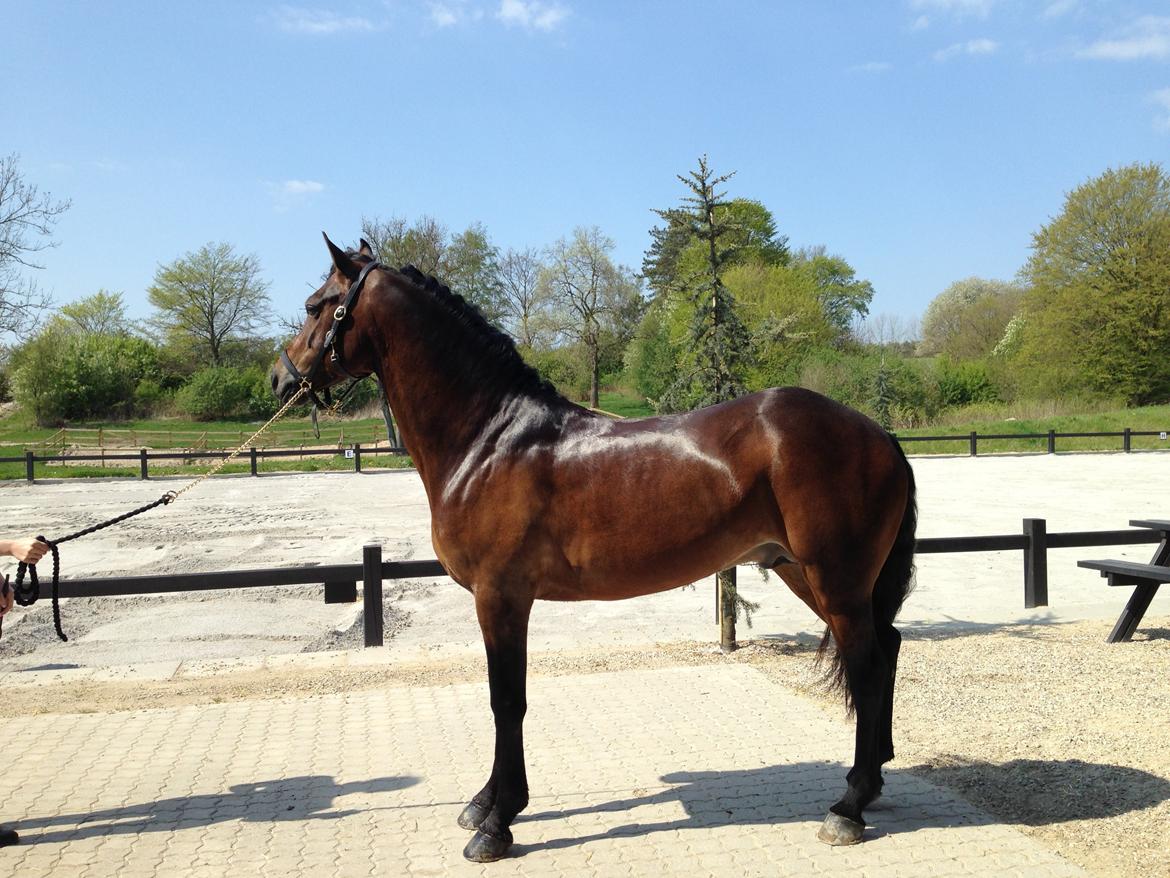 Welsh Cob (sec D) fronerthig revolution A-pony billede 5