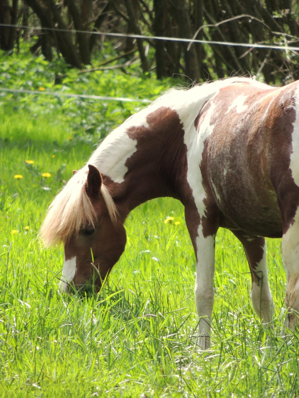 Welsh Partbred (Sec F) Elli billede 1