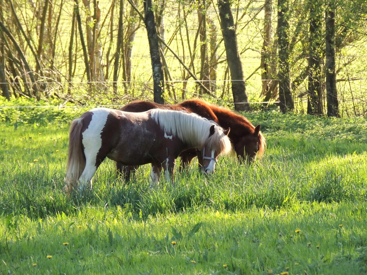 Welsh Partbred (Sec F) Elli billede 2