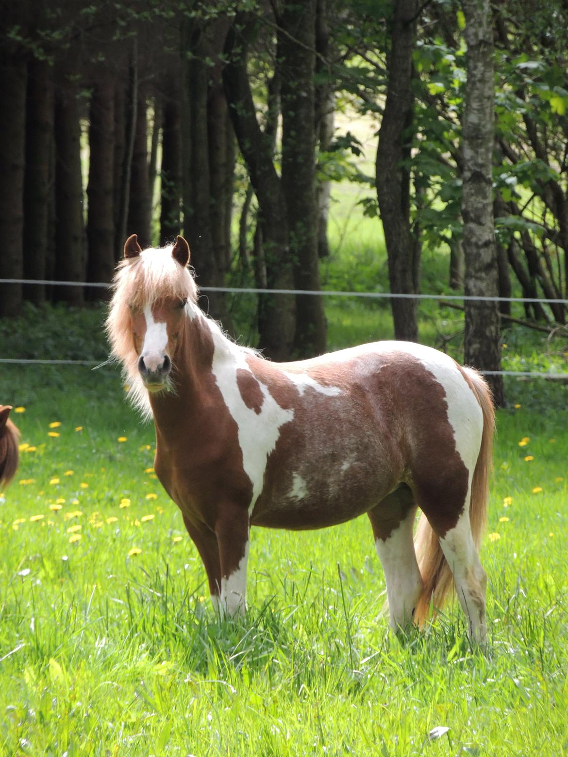 Welsh Partbred (Sec F) Elli billede 3