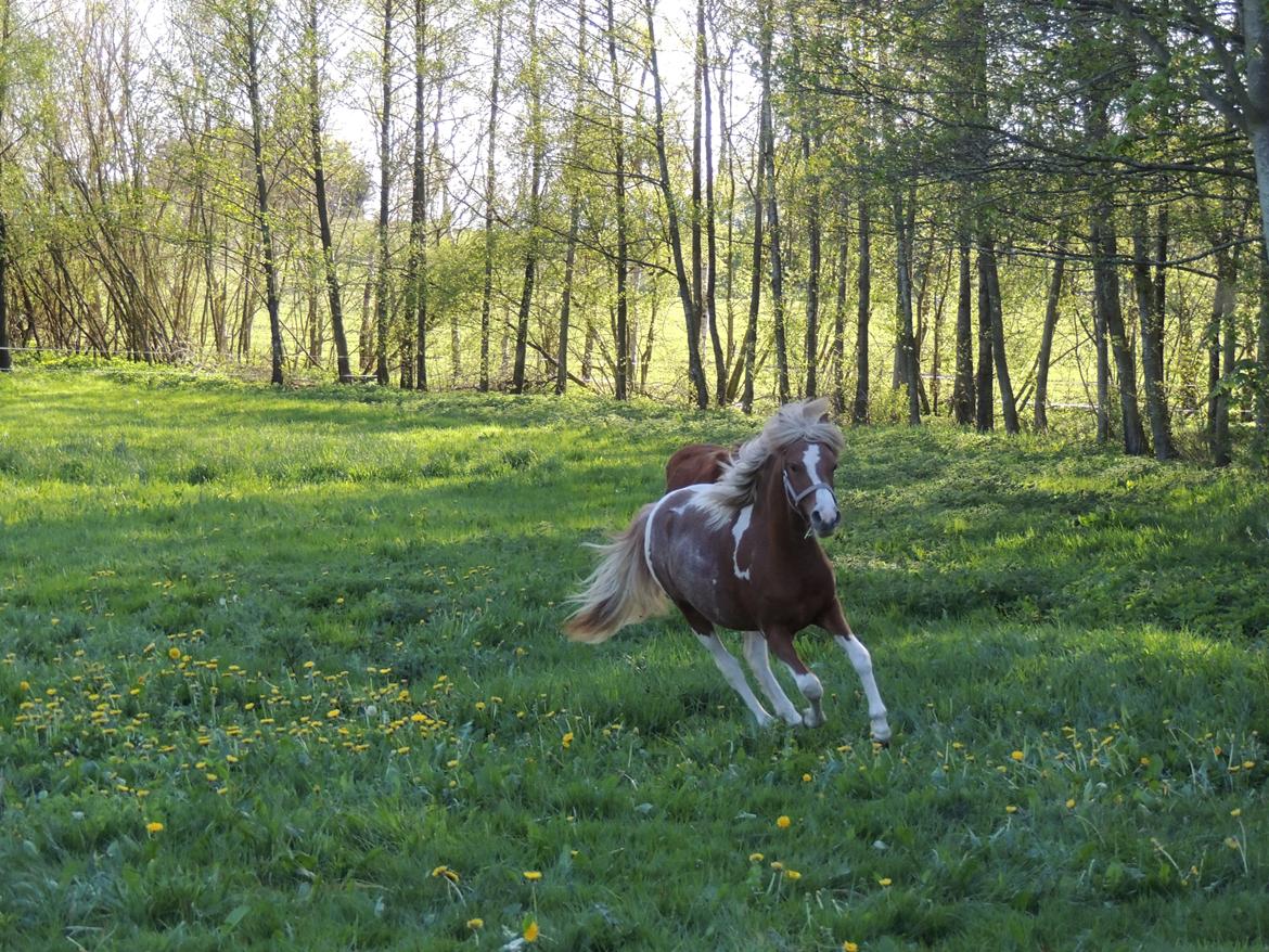 Welsh Partbred (Sec F) Elli billede 4