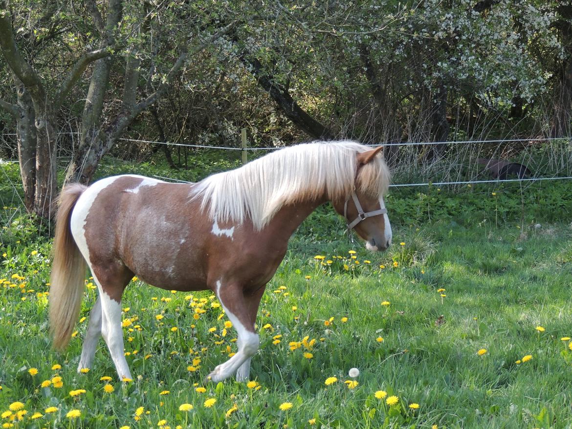 Welsh Partbred (Sec F) Elli billede 5